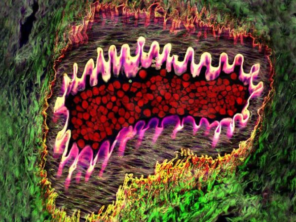 “Arteríola saudável no olho” (2004), de Donald Pottle |&nbsp;Arte+Ciência